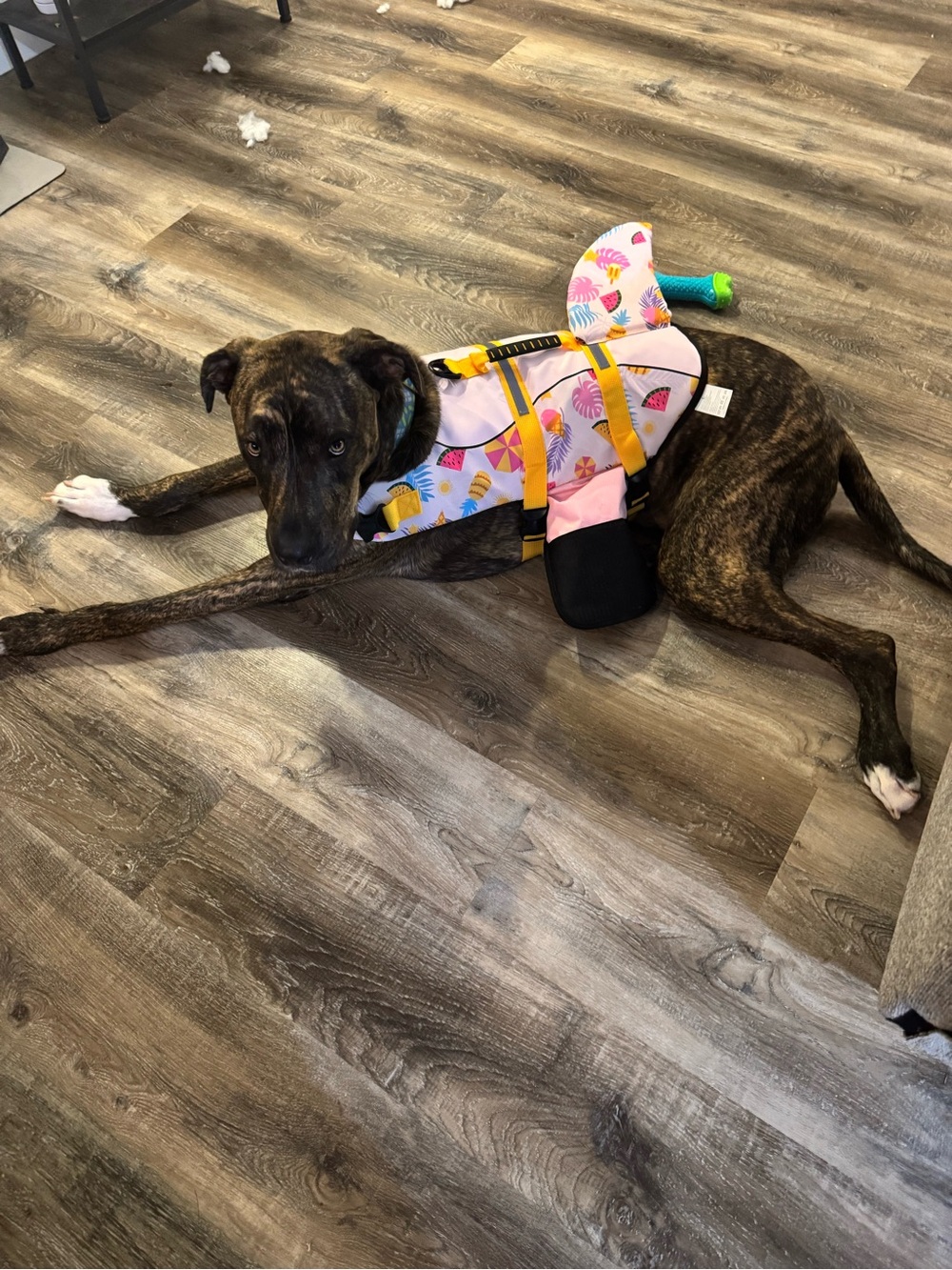 Dog Life Jacket - Picture 2 of 4